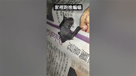 蝙蝠飛進來家裡|他求救：家裡有蝙蝠跑進來怎麼辦？網驚：大吉！趕不。